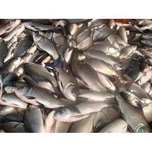रहु भुरा — २–३ इन्च