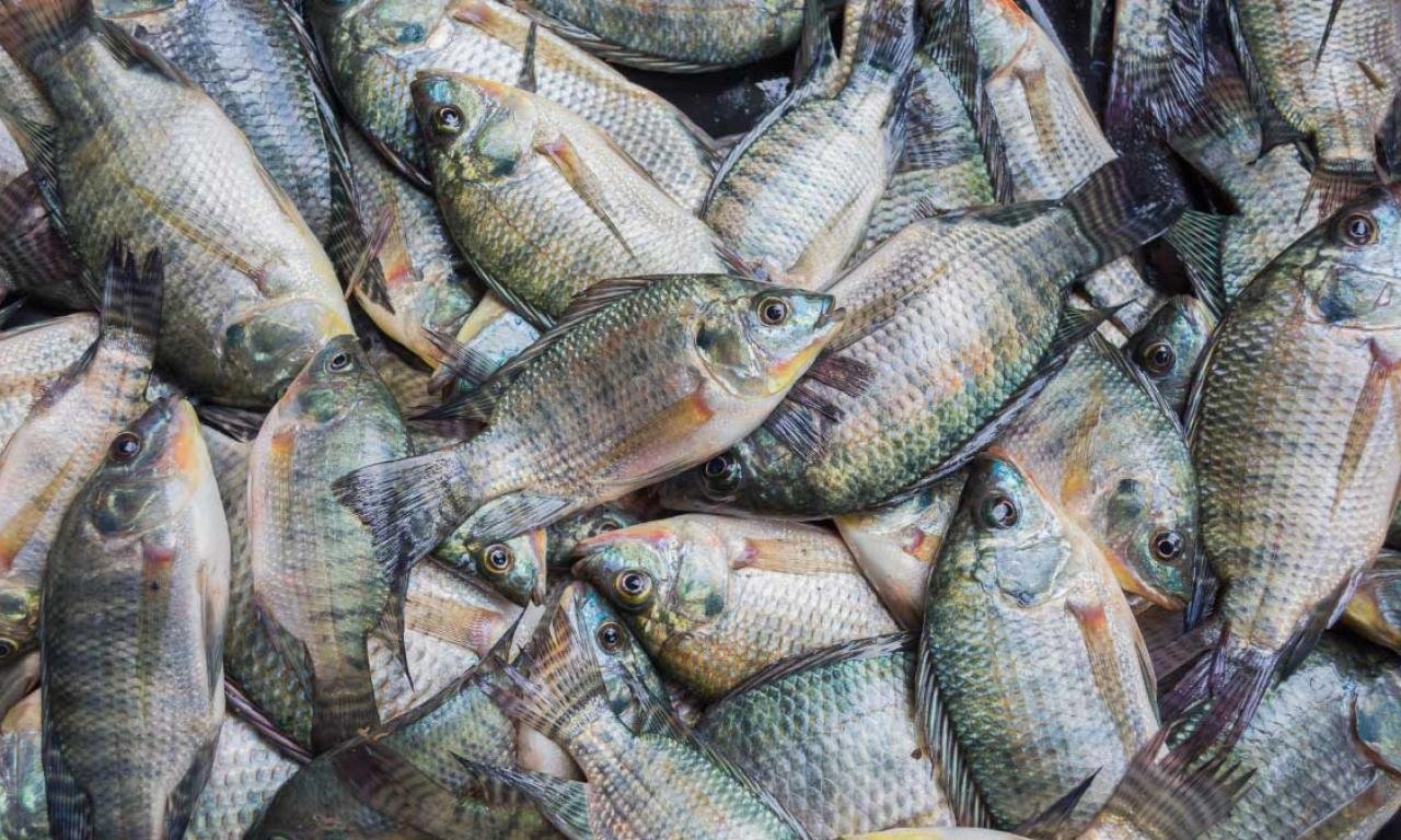 Tilapia Fish